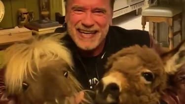 Arnold Schwarzenegger entouré de son âne et de son poney, dans une vidéo publiée sur Instagram pendant le confinement.