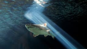 Un requin à l'Aquarium de Sydney (Australie) le 3 juillet 2010