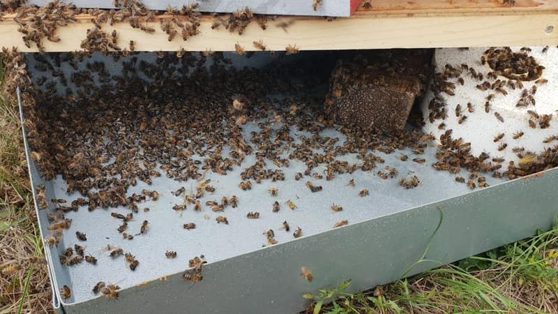 Le renversement des ruches a provoqué la mort de milliers d'abeilles.