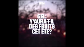 Gel: y aura-t-il des fruits cet été?