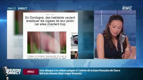En Dordogne, des habitants appellent une entreprise de désinsectisation pour éradiquer les cigales de leur jardin
