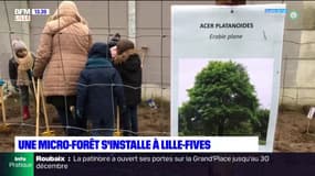 Lille: une mini-forêt s'installe dans le quartier de Fives