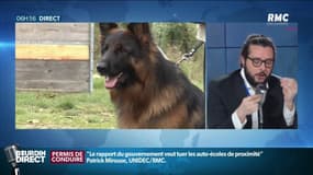 Les chiens les plus grands sont les plus intelligents