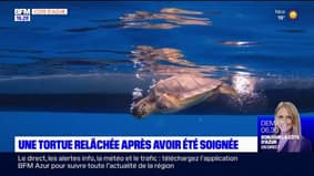 Villeneuve-Loubet: une tortue marine relâchée après avoir été soignée