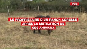 Le propriétaire d'un refuge agressé après la mutilation de ses animaux raconte 