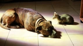 Chats et chiens sont également sujets au tabagisme passif, avec des risques pour leur santé.