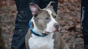 L'association Gueules d'anges milite pour la réhabilitation des chiens dits "molosses"