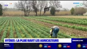 Var: les agriculteurs se réjouissent du retour de la pluie 