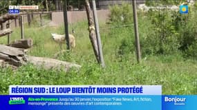 Provence-Alpes-Côte d'Azur: le loup bientôt moins protégé, ses défenseurs en colère