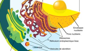 Schéma représentant une cellule.