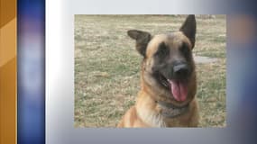 Le berger belge malinois retraité