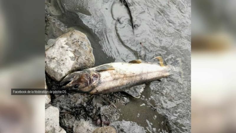 Des centaines de truites mortes ont été retrouvées en avril 2022 sur les berges de la Durance.