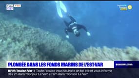 Var: à la découverte des fonds marins