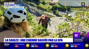 La Saulce: une chienne sauvée après avoir été bloquée sur une falaise pendant trois jours