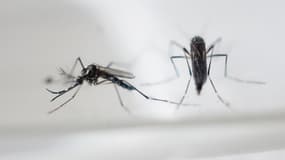 Le moustique tigre, vecteur du virus Zika, est présent dans 5 départements d'Aquitaine