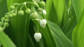 Le muguet fait grise mine pour ce 1er mai 2016.