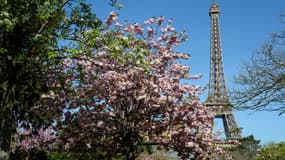 A Paris, les arbres ont pris une place centrale dans l'offre politique comme dans le futur plan local d'urbanisme qui promet plus d'espaces verts face au changement climatique