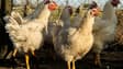Depuis le début de l'épizootie de grippe aviaire en novembre, 16 millions de volailles ont été abattues en France