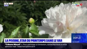 Var: une production de pivoines en difficulté en raison de la sécheresse