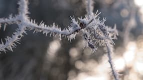 Du gel sur des branches d'arbre (photo d'illustration)