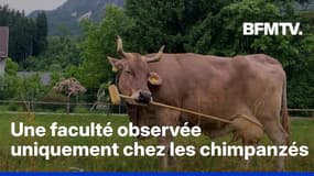 Une vache utilise un balais pour se gratter et c'est une preuve de son intelligence