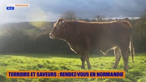 Terroirs et Saveurs : rendez-vous en Normandie
