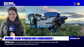 Rhône: coup d'envoi des vendanges