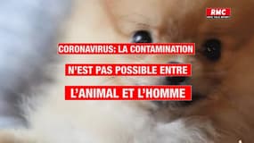 La transmission du virus n'est pas possible de l'animal à l'homme