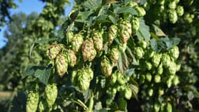 Les fleurs sont cueillies puis seront utilisées en brasserie pour fabriquer la bière. 