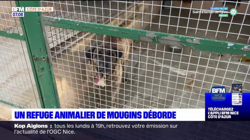 Alpes-Maritimes: un refuge animalier de Mougins déborde en raison de l'augmentation des abandons