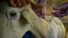 Un éleveur administre à une brebis souffrant de la fièvre catarrhale une injection d'anti-inflammatoire, le 8 août 2024 à Saint-Félix-de-Rieutord, au sud de Toulouse