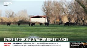 Comment le gouvernement veut accélérer la vaccination contre la Dermatose nodulaire?