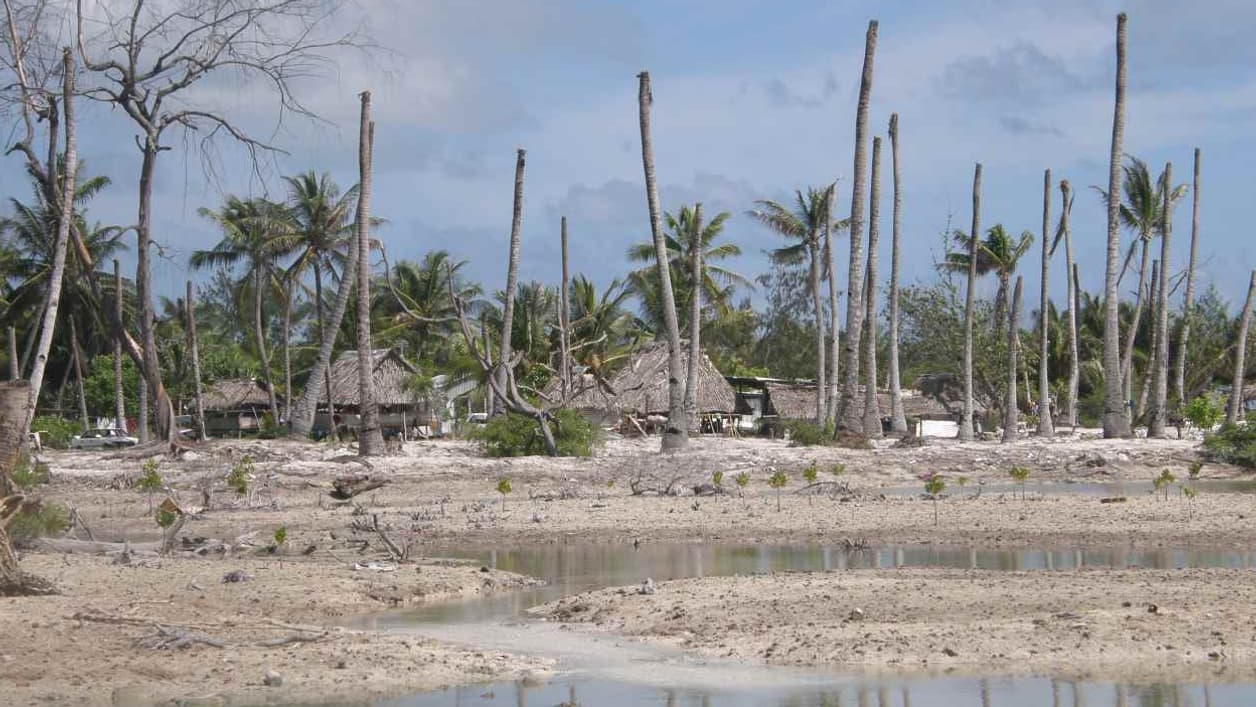 L'érosion du littoral liée à l'élévation du niveau de la mer a un impact destructeur sur les villages côtiers et provoque la mort des palmiers à noix de coco, ici au village d'Eita, sur l'atoll de Tarawa, aux Kiribati, en juillet 2008. L'érosion du littoral liée à l'élévation du niveau de la mer a un impact destructeur sur les villages côtiers et provoque la mort des palmiers à noix de coco, ici au village d'Eita, sur l'atoll de Tarawa, aux Kiribati, en juillet 2008.