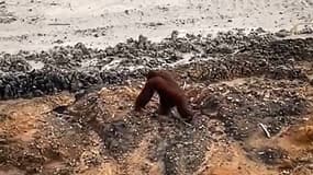 Un orang-outan en danger critique d'extinction marchant dans une mine de charbon à Bornéo, en Indonésie, le 27 janvier 2025. 