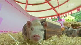 A Singapour, tout le monde se prépare pour le nouvel an chinois... sous le signe du cochon