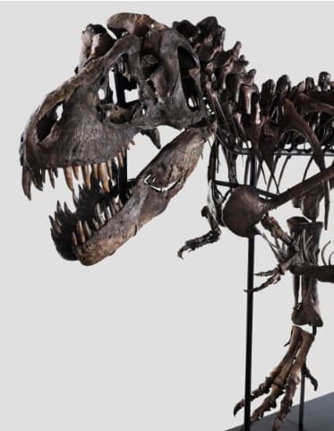 tyrannosaure rex "Trinité" 