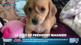 EN VIDÉO - Quand un petit chien... avec une queue sur la tête provoque une bonne rigolade sur RMC