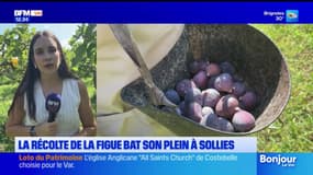 Solliès-Pont: la récolte de figues s'annonce plutôt bonne cette année