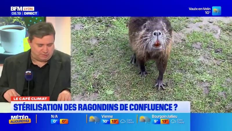 Le Café Climat: vers une stérilisation des ragondins de Confluence?