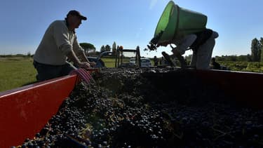 Les vendanges 2018 s'annoncent excellentes. (image d'illustration)