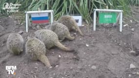 Des suricates donnent des résultats de la Coupe du monde