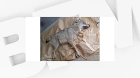 Un loup retrouvé mort dans le Rhône.