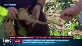 Dérogation pour l’utilisation d’un insecticide interdit depuis 2008: incompréhension des écologistes