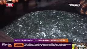 Golfe de Gascogne: les dauphins pas assez protégés ?