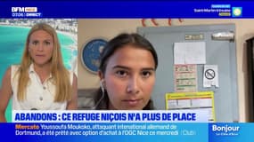 Abandons: un refuge niçois complet durant l'été 
