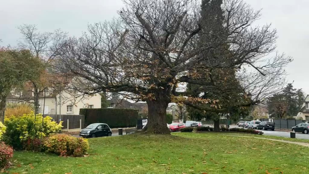 Le plus bel arbre de l'année se trouve à La CelleSaintCloud dans les