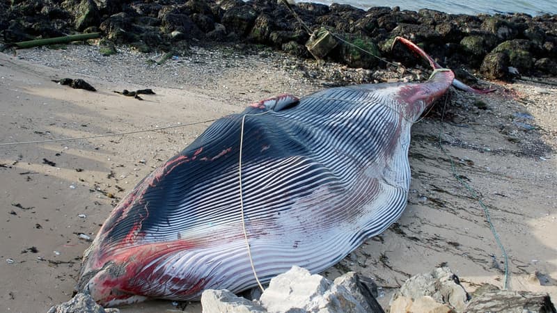 Le rorqual s'est échoué dans le port de Calais