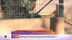 RMC s’engage pour vous : Un seul refuge du Vallespir expulsé par la mairie - 20/01