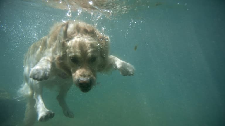 Un chien se baigne dans une rivière (image d'illustration)