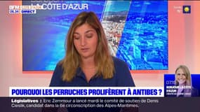 Antibes: d'où viennent les perruches qui envahissent le centre-ville?